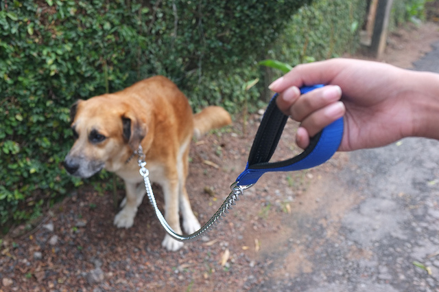 Dette bør du vide omkring din hunds afføring | Pawshake Blog