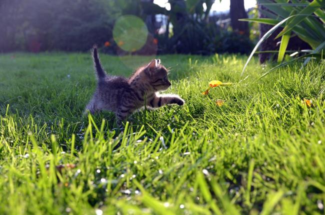 Tegne forsikring efter det virkelighed Planter som er giftige for katte - og mere sikre alternativer. | Pawshake  Blog