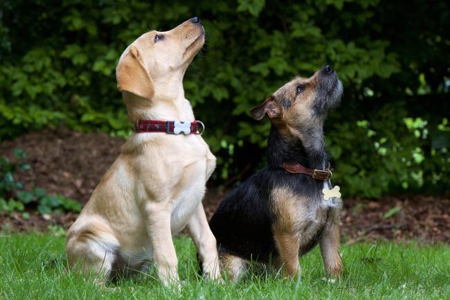 Traktat kom videre barm Sådan går du tur med flere hunde samtidigt | Pawshake Blog